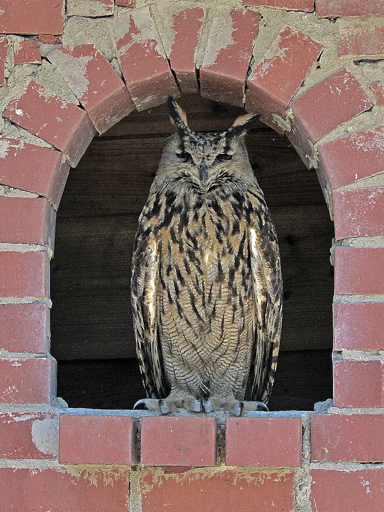 Schotten Vogelpark Uhu