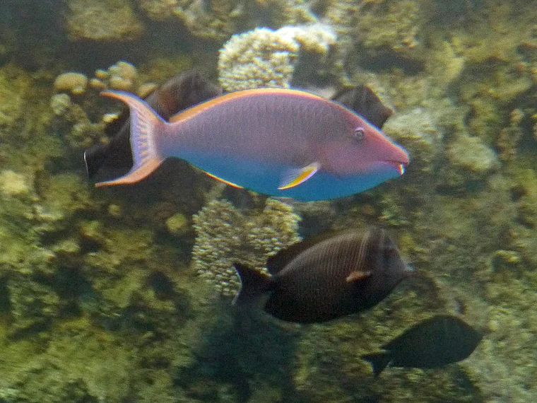 Sinai Sharm El Sheikh Korallenriff mit Fisch