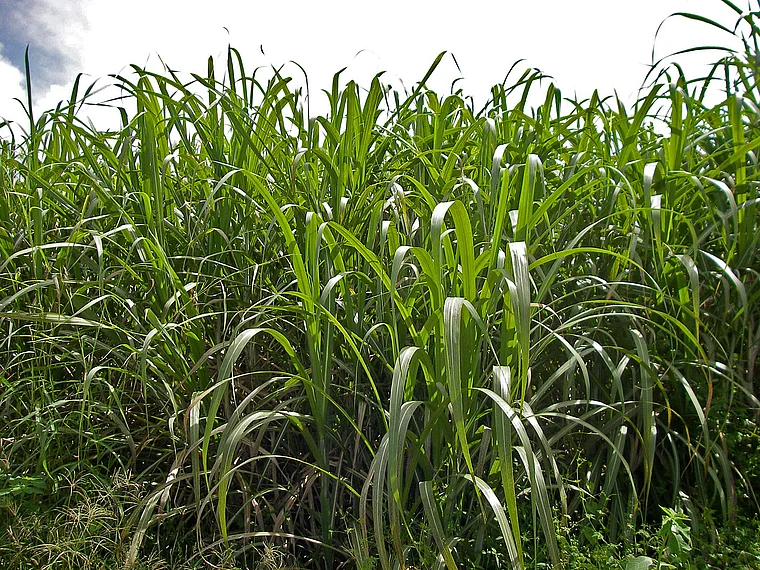 Barbados Zuckerrohr