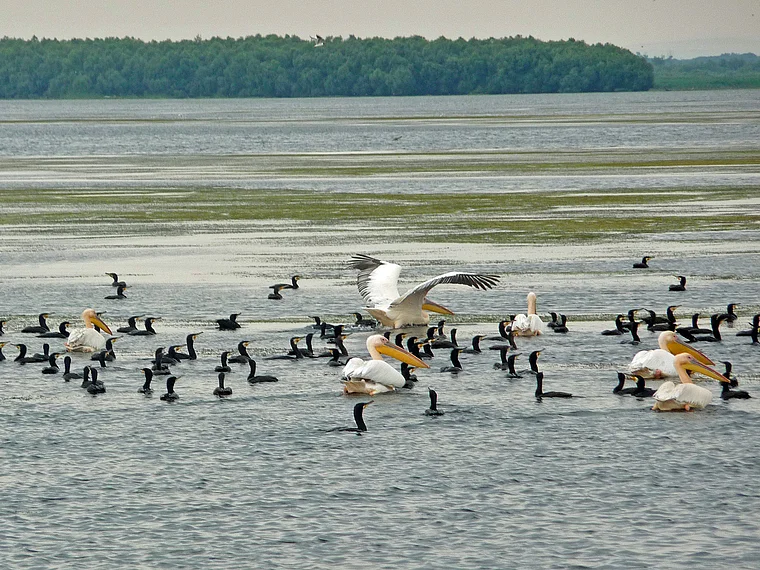 Rumänien Donau Delta Furtuna See Wasservögel