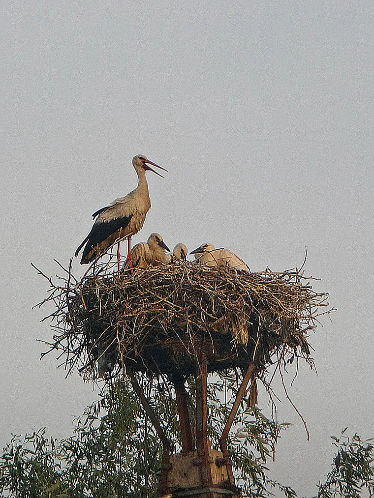 Rumänien Donau Delta Mila 23 Storchennest
