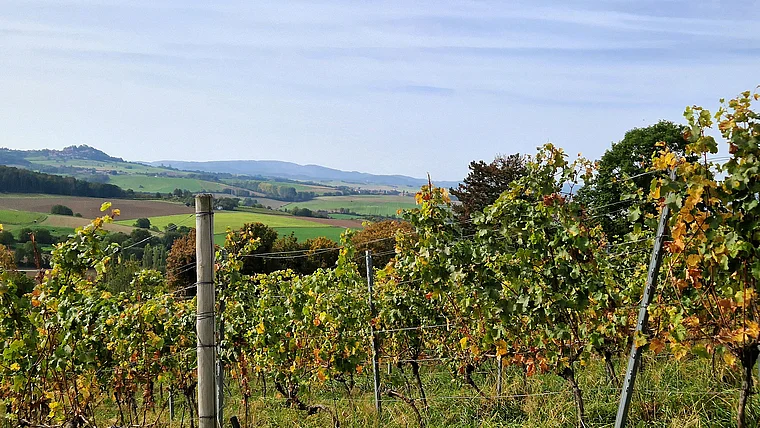 Groß Umstadt Weinberge