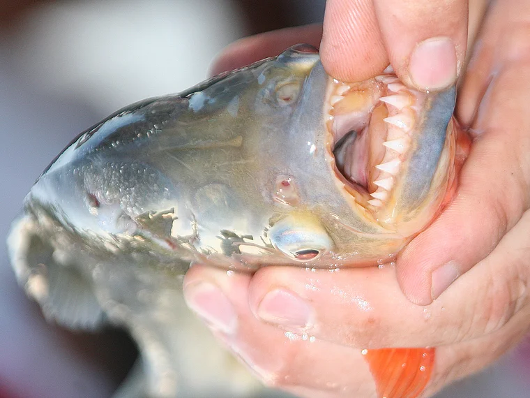 Venezuela Piranha Gebiss