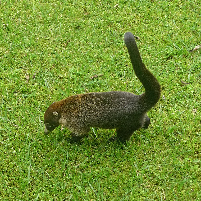 Costa Rica Nasenbär