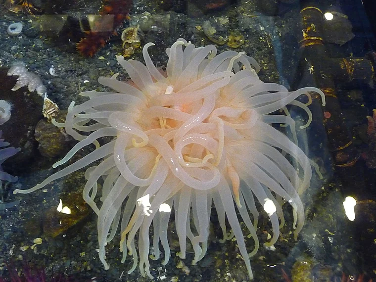 Alaska Seward Sealife Center Seeanemone groß