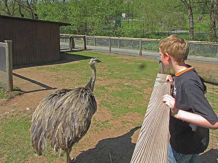 Schotten Vogelpark Strauß