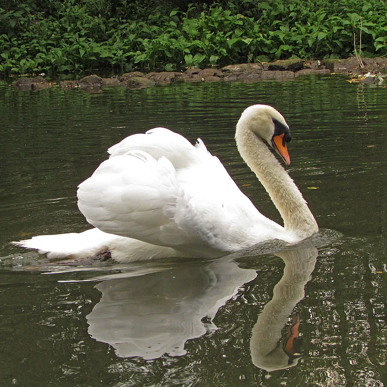 Werra männlicher Schwan