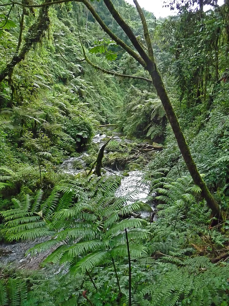 Ruanda Nyungwe National Park dichte Vegetation