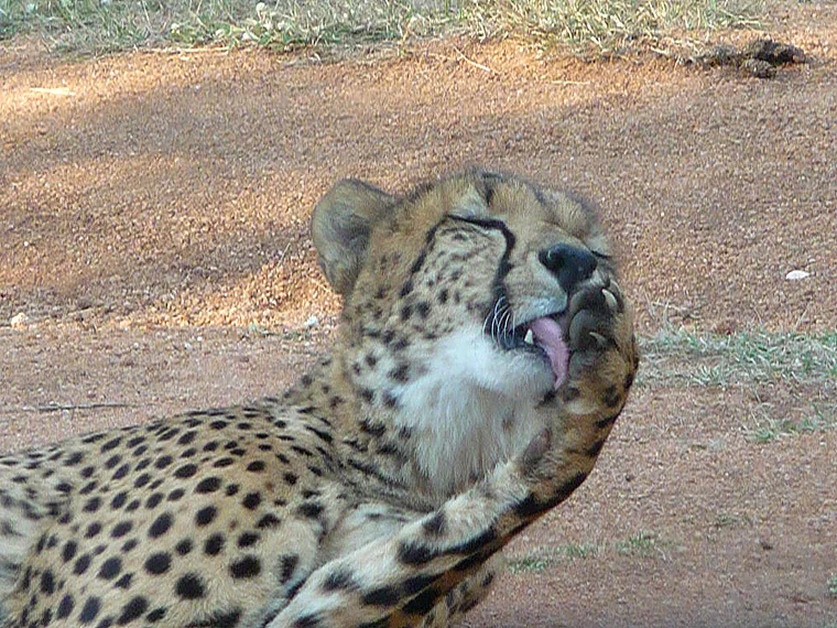 Südafrika Ann van Dyk Cheetah Centre Pfötchen leckender Gepard nah