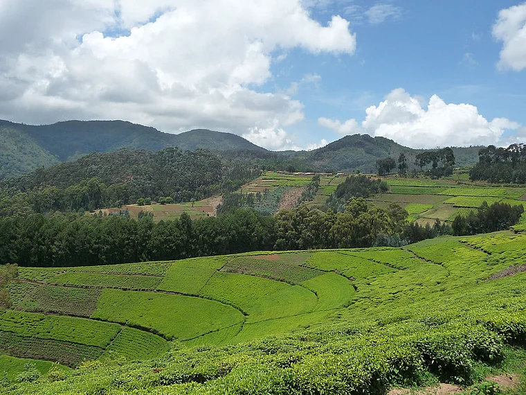 Ruanda Teeplantage