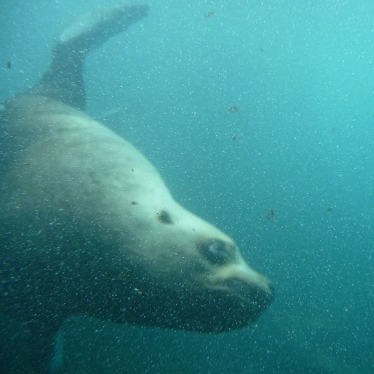 Alaska Seward Sealife Center Seehund