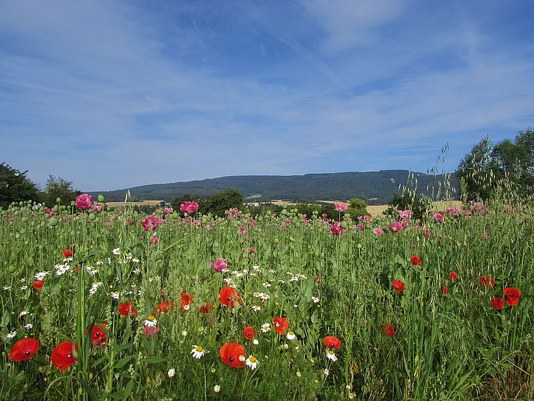 Meißner Germerode Mohnblumen