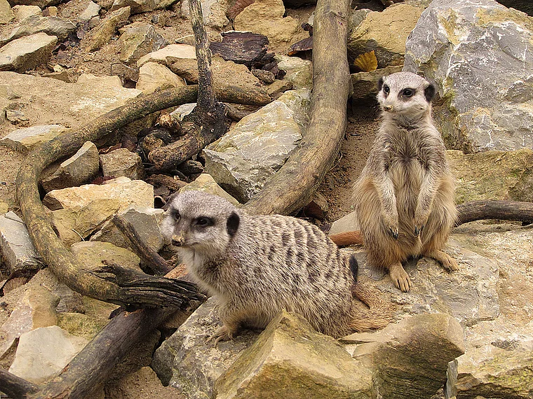 Frankfurt Zoo Erdmännchen