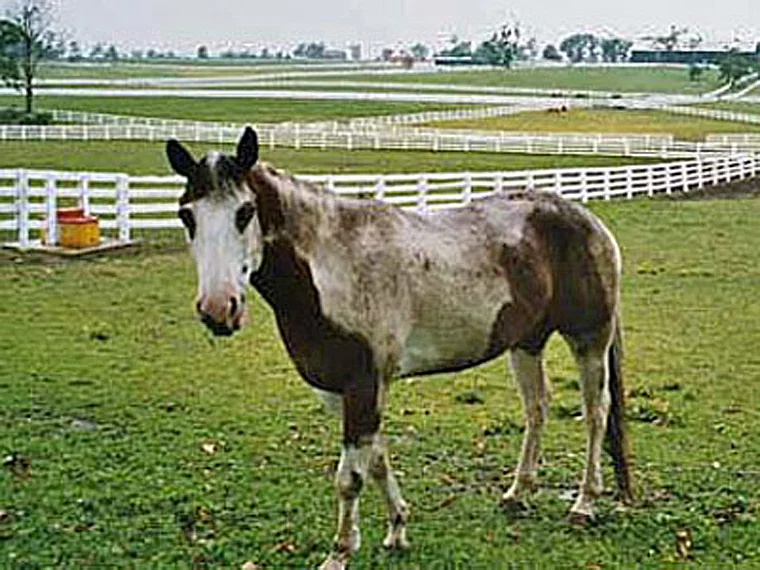 Kentucky Pferd auf der Weide