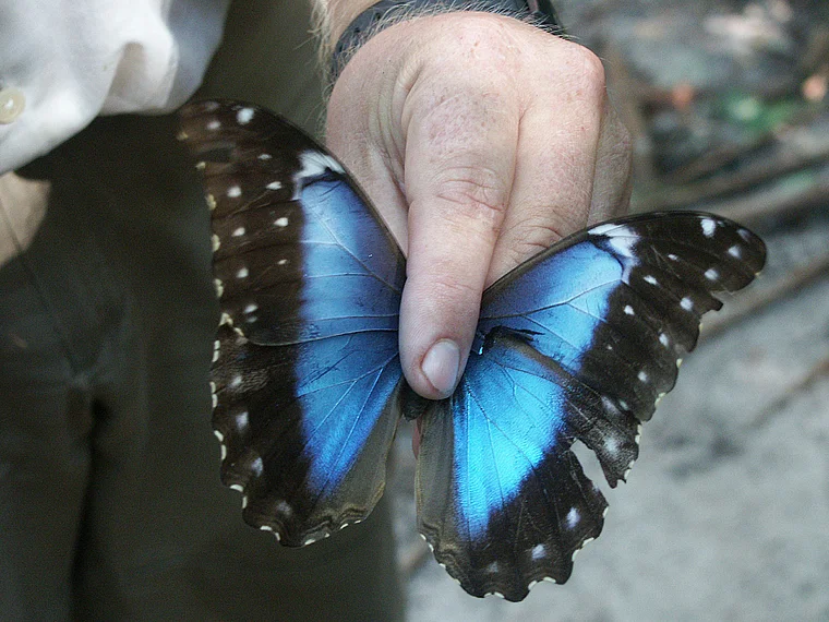 Venezuela Hand mit Morpho