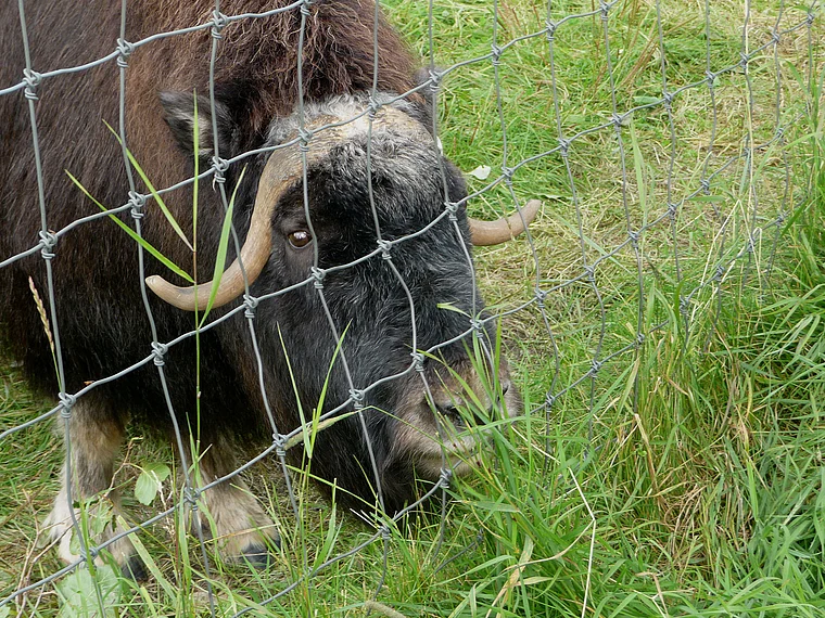 Alaska Musk Ox Farm Moschusochse groß