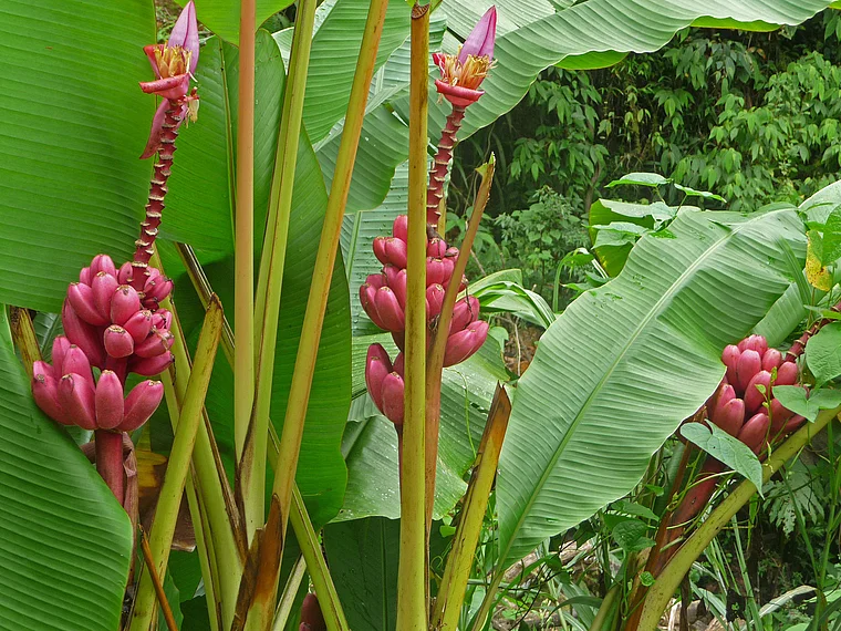 Costa Rica Bananenstaude mit Blüten