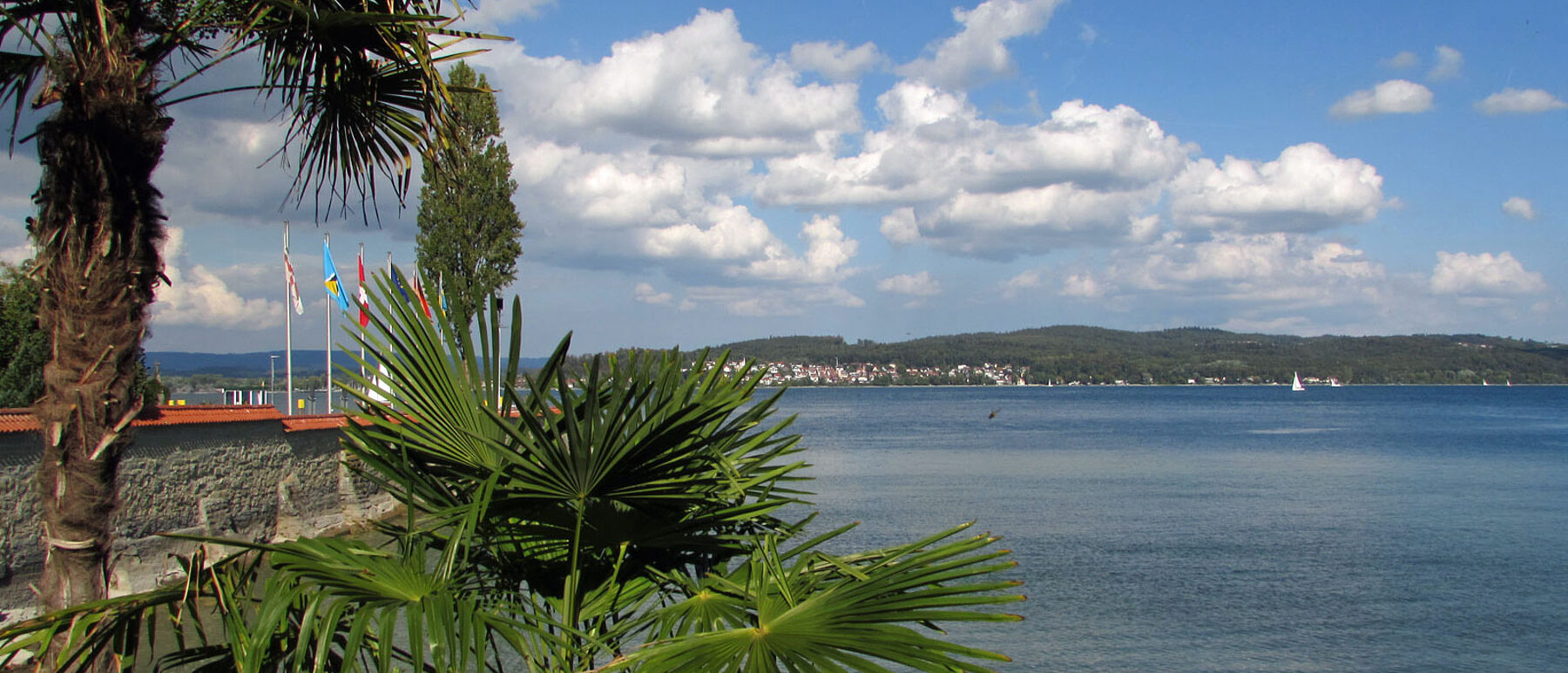 Insel Mainau Palmen