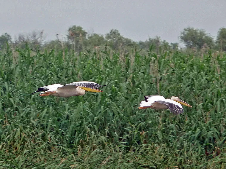 Rumänien Donau Delta Pelikane schwebend