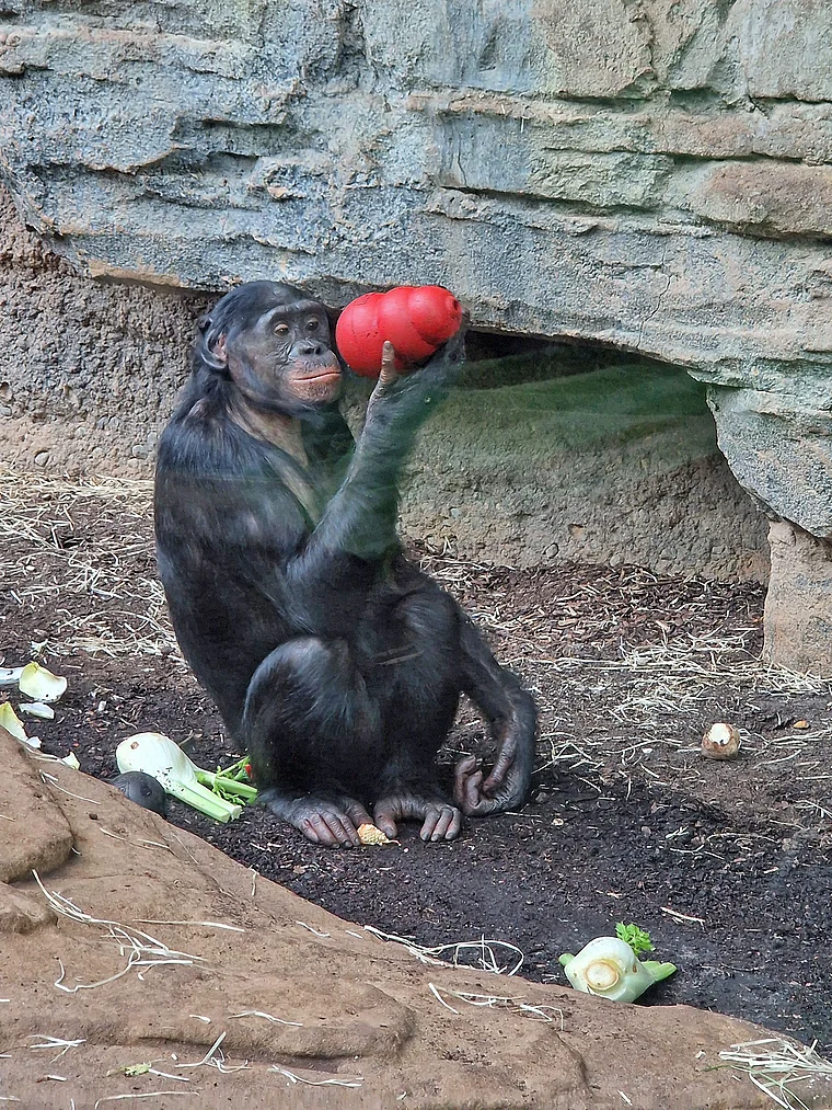 Frankfurt Zoo Bonobo