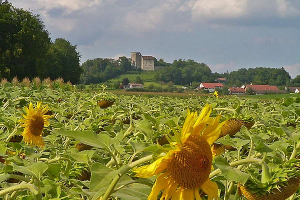 Schloss Habsburg von fern Sonnenblumenfeld