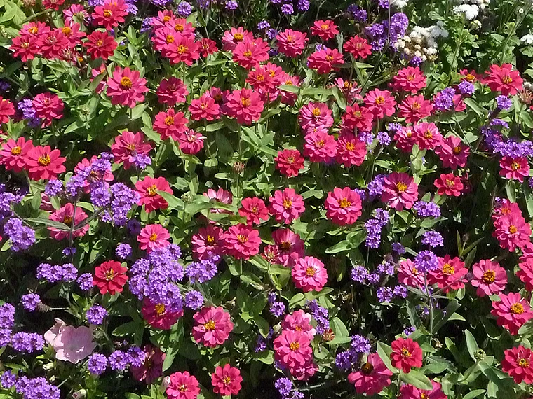 Koblenz Bundesgartenschau Zinnien