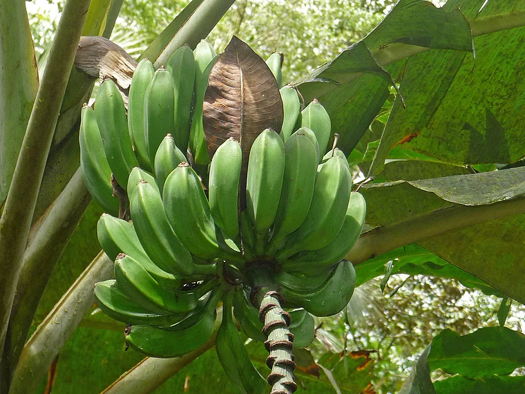 Costa Rica Esquinas Rainforest Lodge Öko-Bananen
