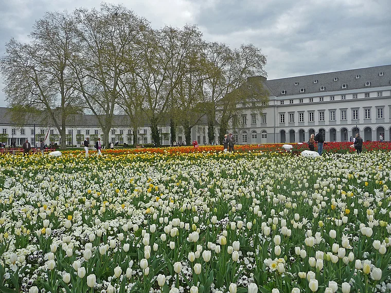 Koblenz Bundesgartenschau Schlosskrone weiße Tulpen