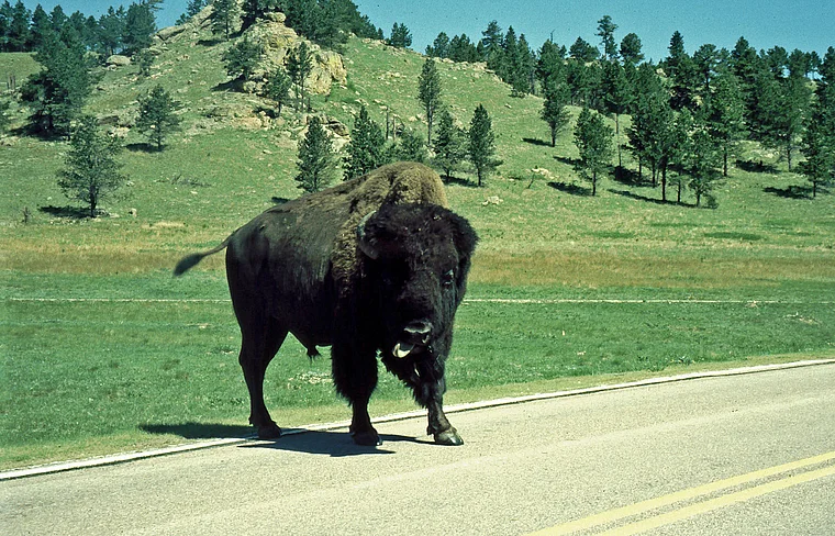 South Dakota Black Hills Bison auf der Straße