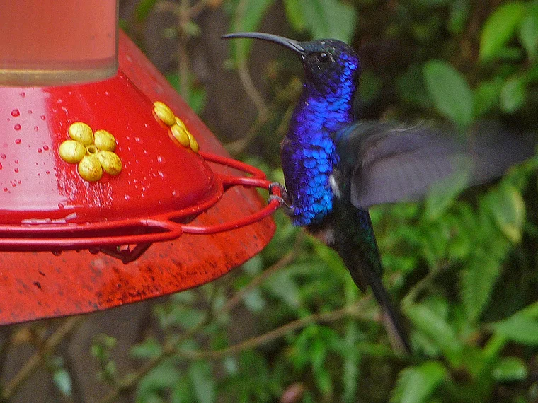 Costa Rica Selvatura Kolibri