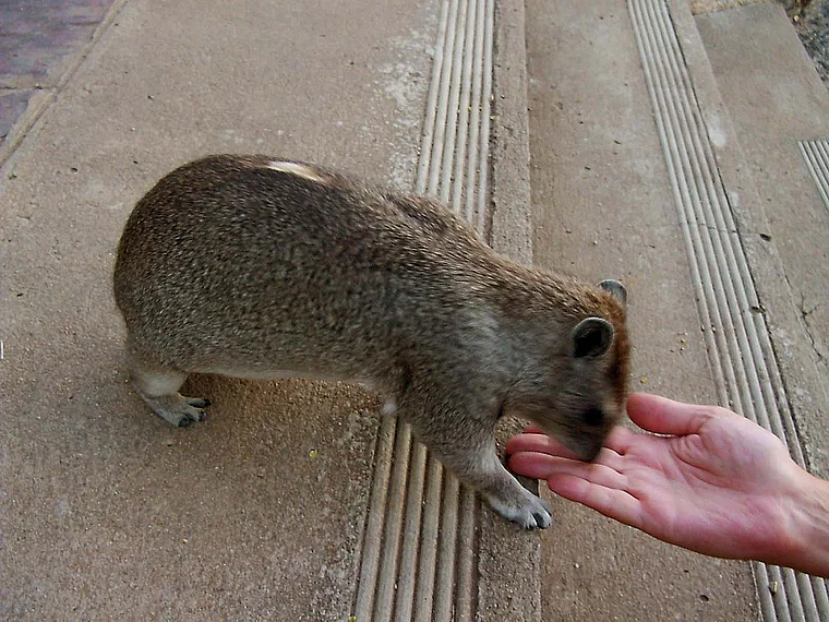 Tansania Serengeti Klippschliefer frisst aus der Hand