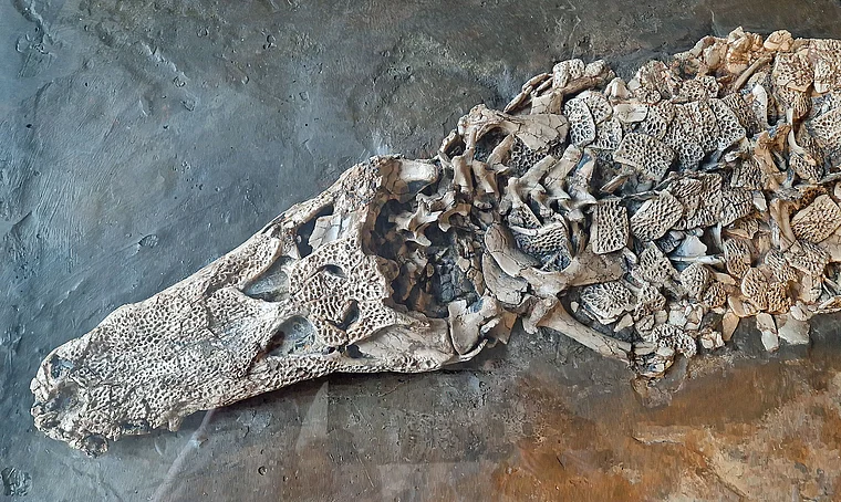 Messel Fossilienmuseum Alligator