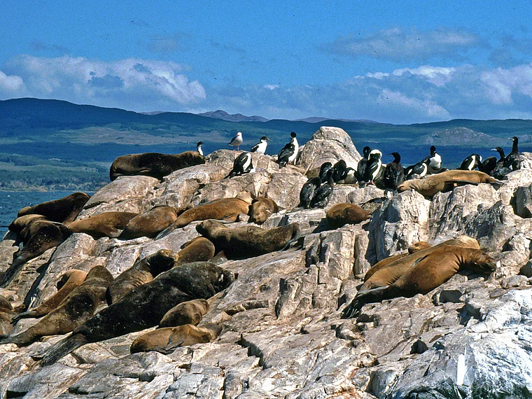 Feuerland Beagle Kanal Seelöwen Pinguine