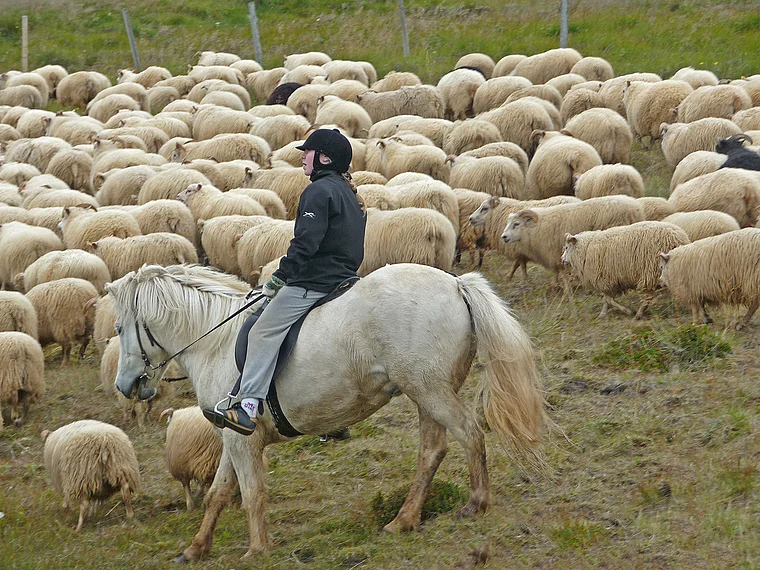 Island Schafherde mit Hirtin zu Pferde