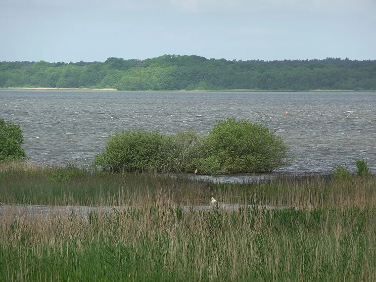 Steinhuder Meer Vogelschutzgebiet