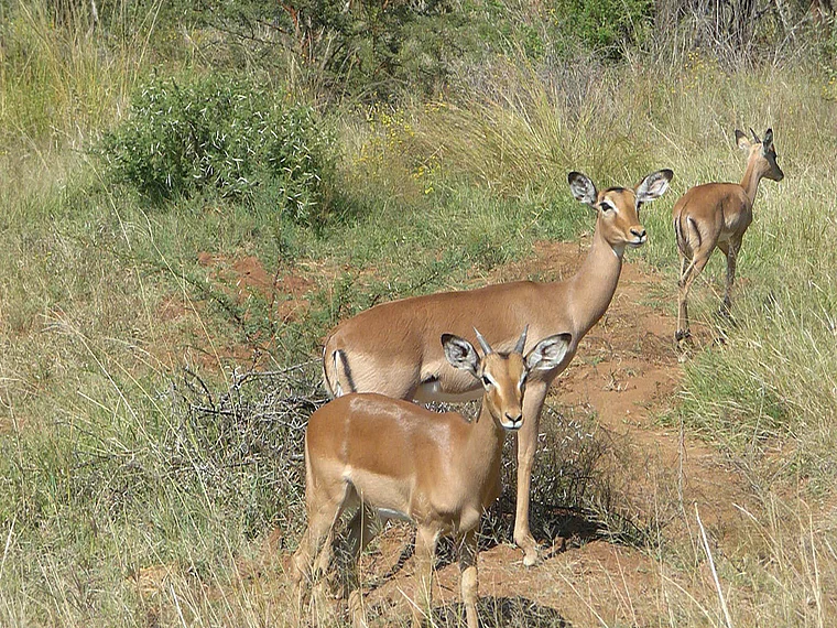 Südafrika Pilanesberg National Park Antilopen