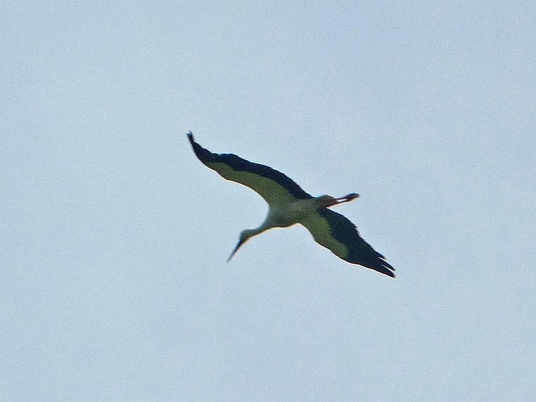 Steinhuder Meer Storch am Himmel