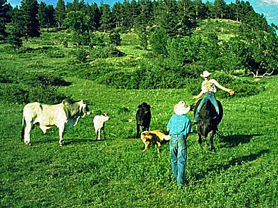 South Dakota Whitewood Creek Ranch Junge reitet auf Kuh