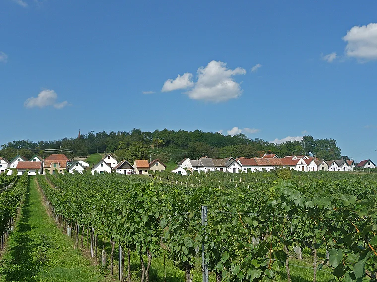 Weingärten vor einer langen Reihe von Kellerhäusern