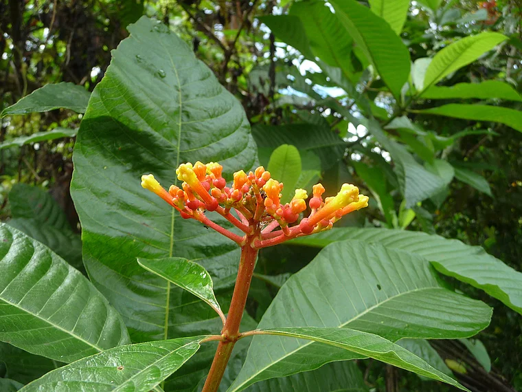 Costa Rica Kaffeeblüte