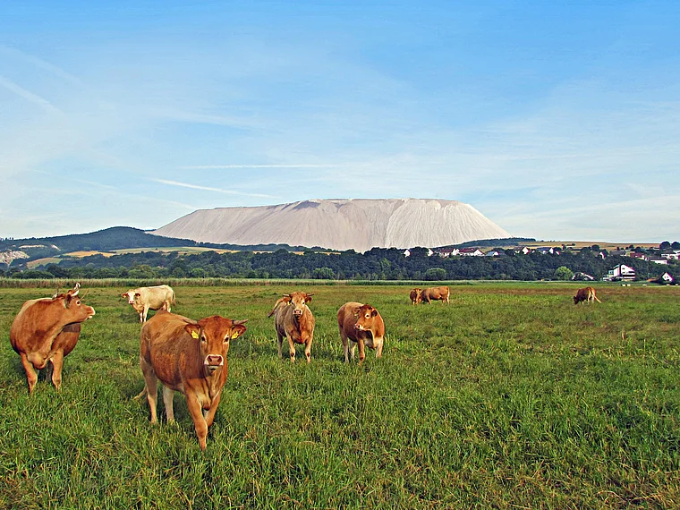 Heringen Kaliberg