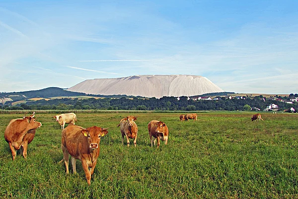 Heringen Kaliberg