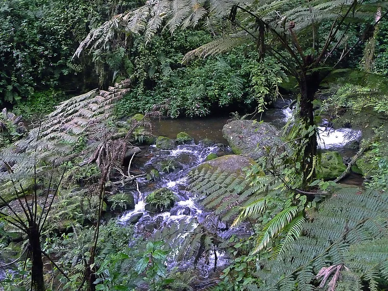 Ruanda Nyungwe National Park kleiner Wasserfall
