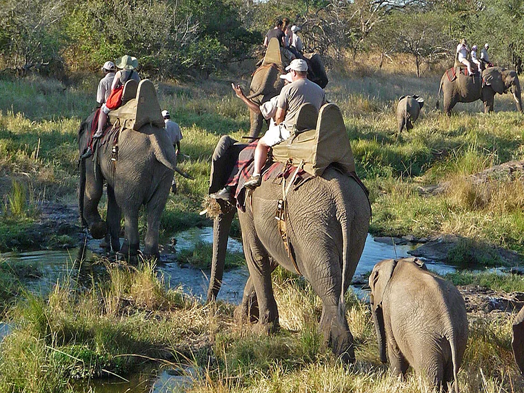 Victoria Falls Wild Horizons Elephant Sanctuary Ausritt mit Elefanten nah