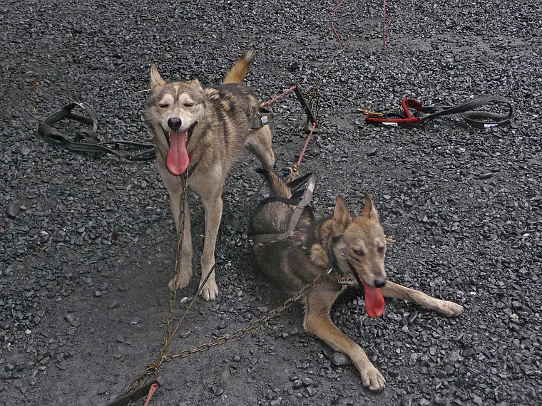 Alaska Sewrd hechelnde Schlittenhunde