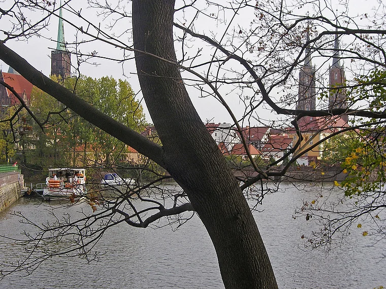 Breslau Sandinsel mit Baum