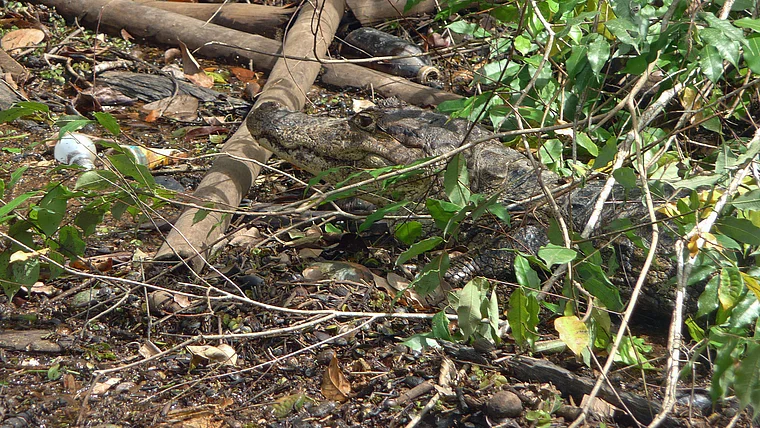 Costa Rica Refugio de Vida Silvestre Caño Negro Krokodil