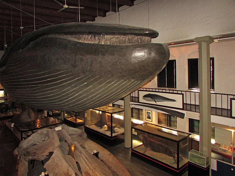 Sandefjord Walfangmuseum Blauwal
