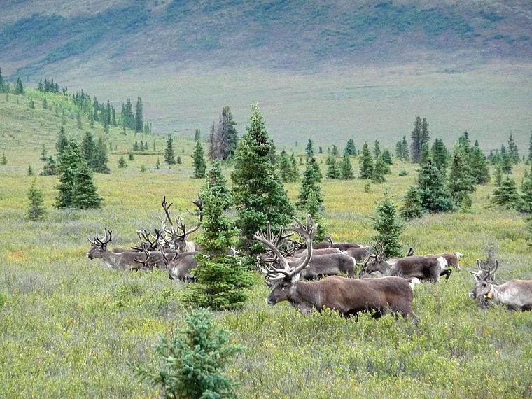 Alaska Denali National Park Wapitis