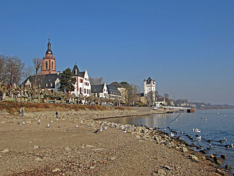 Eltville Rheinufer bei Niedrigwasser